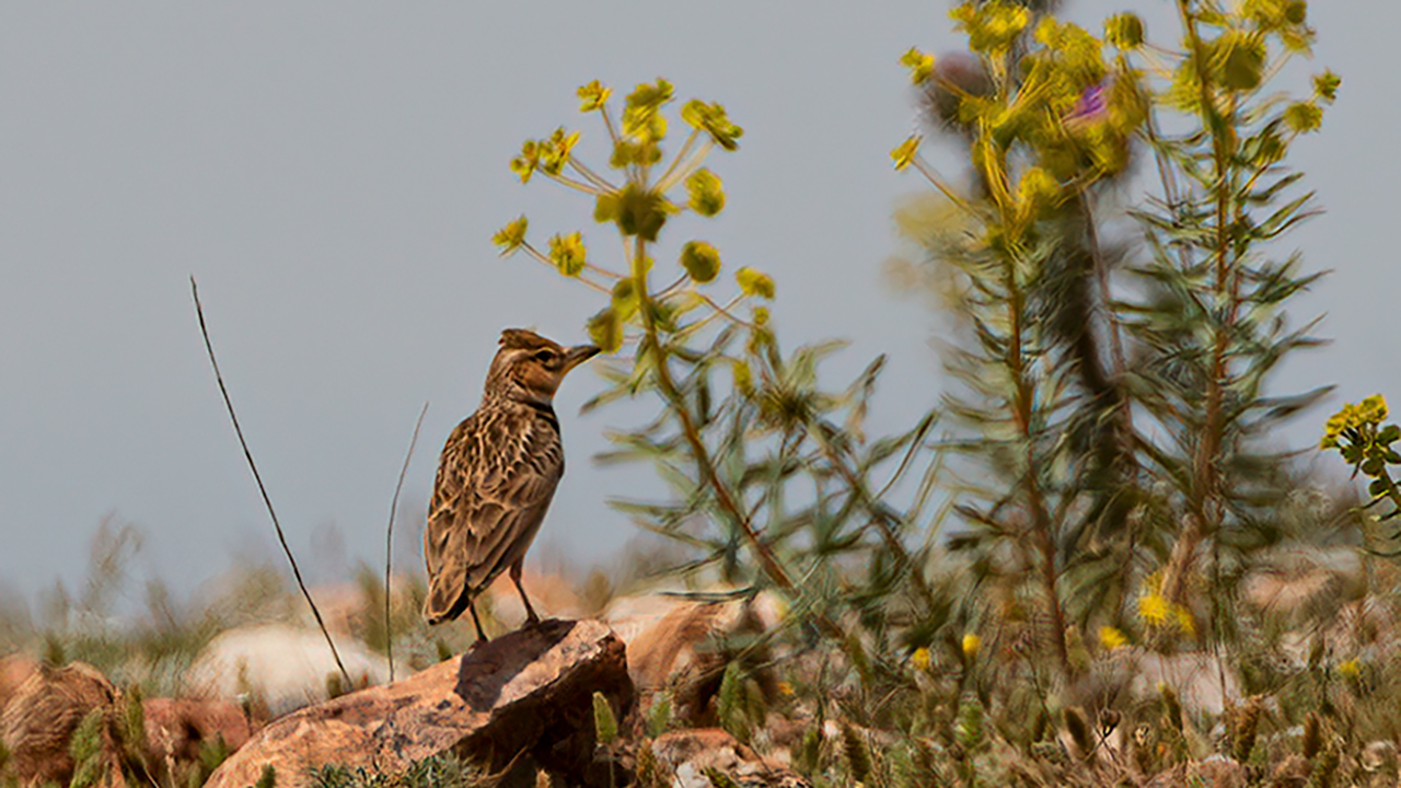 Bimaculated Lark