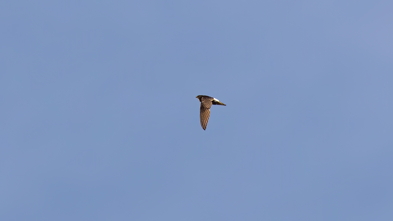 Little Swift