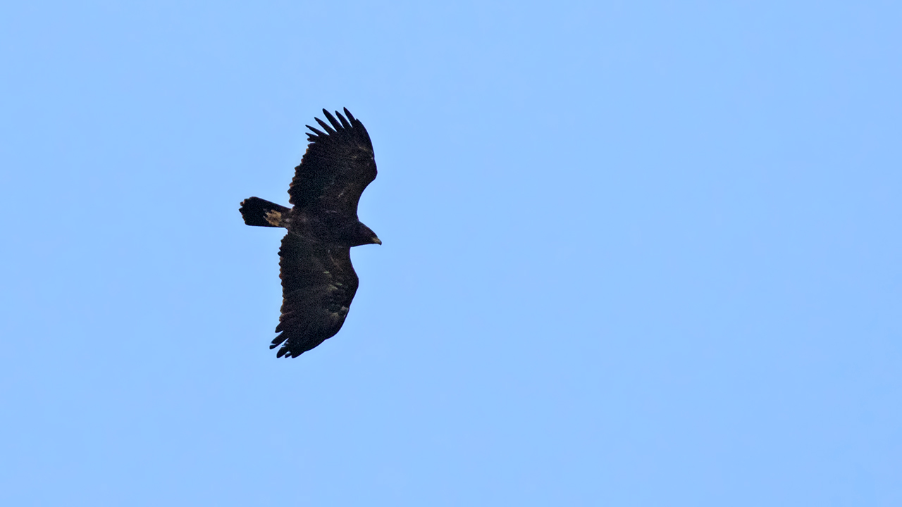 Lesser Spotted Eagle