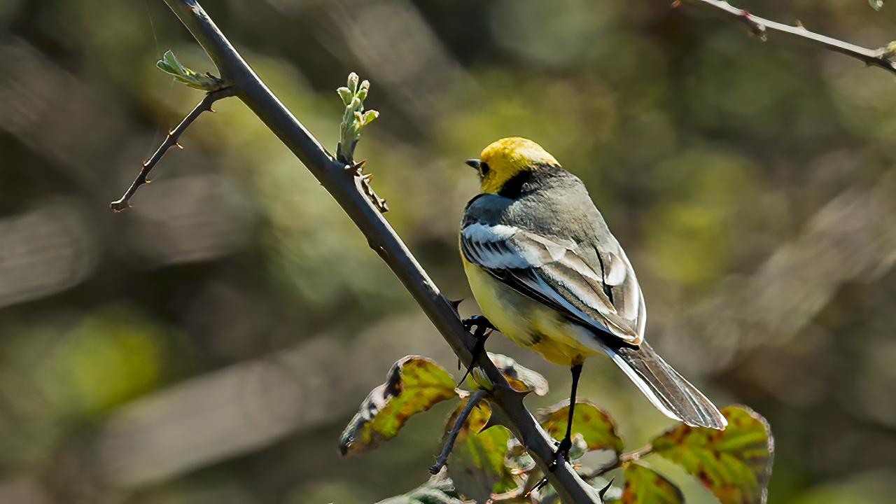 Citrine Wagtail