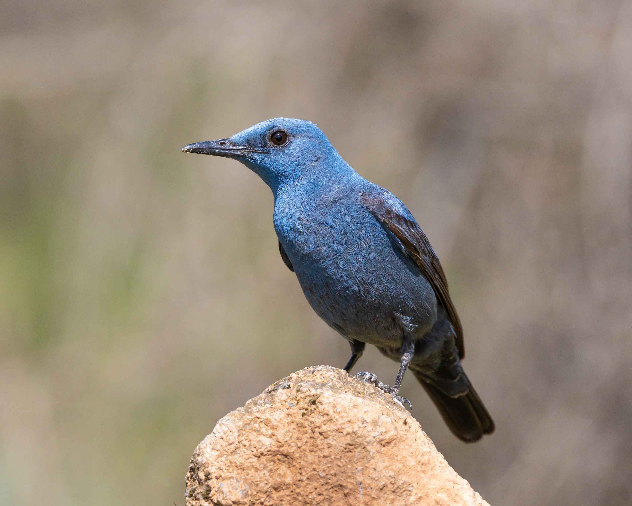 Blue Rock-Thrush