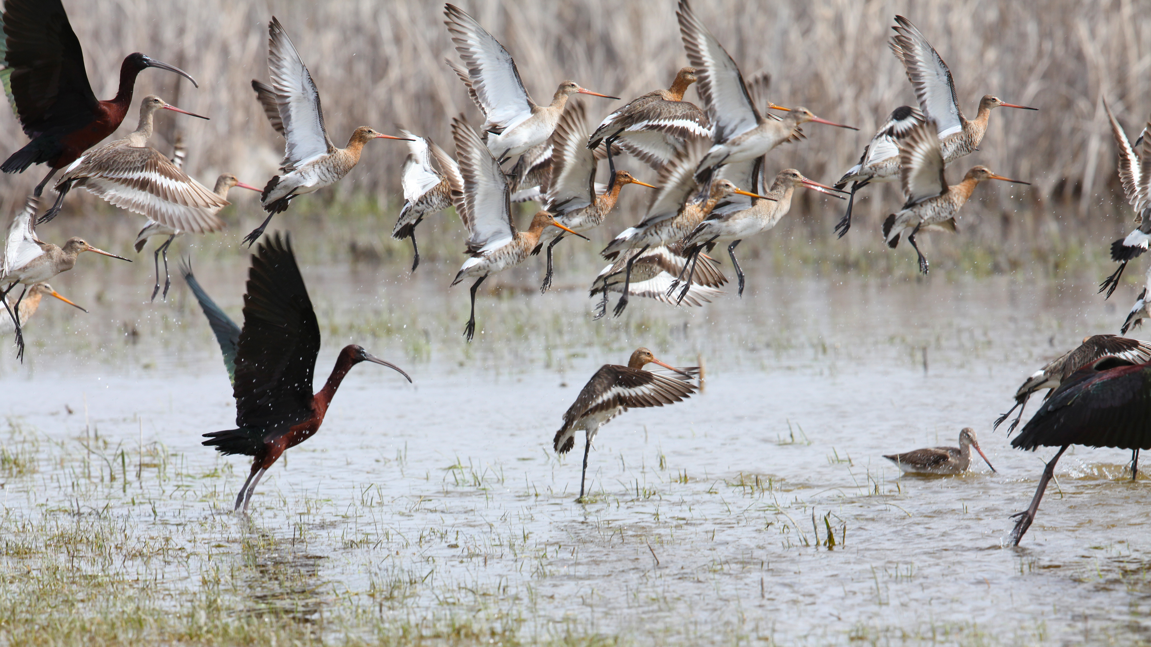 Black-tailed Godwit
