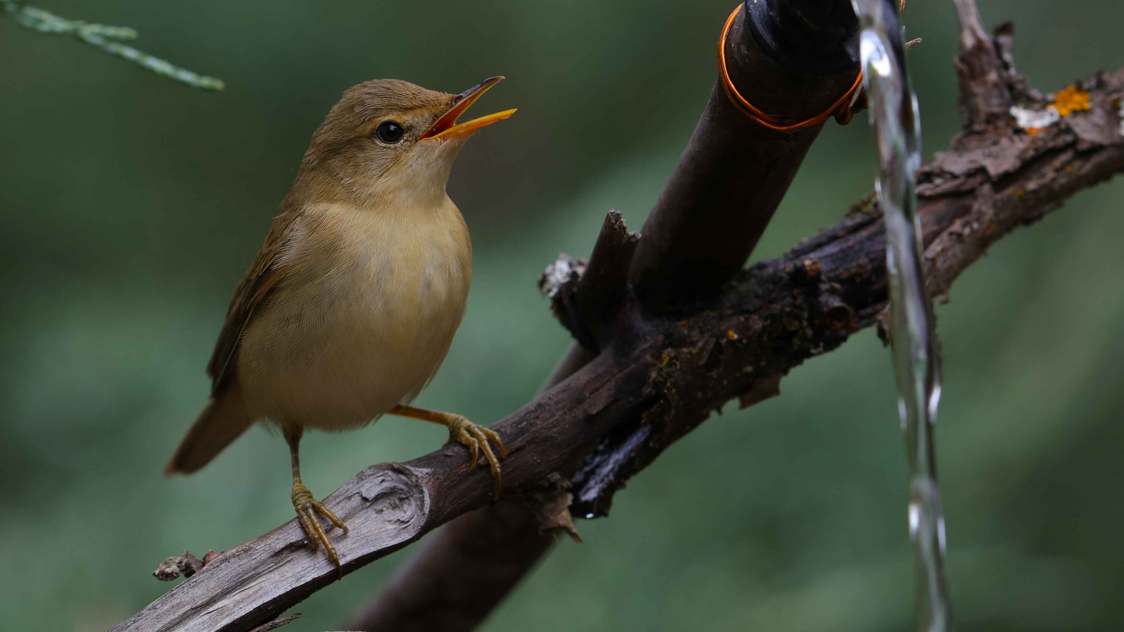 Marsh Warbler