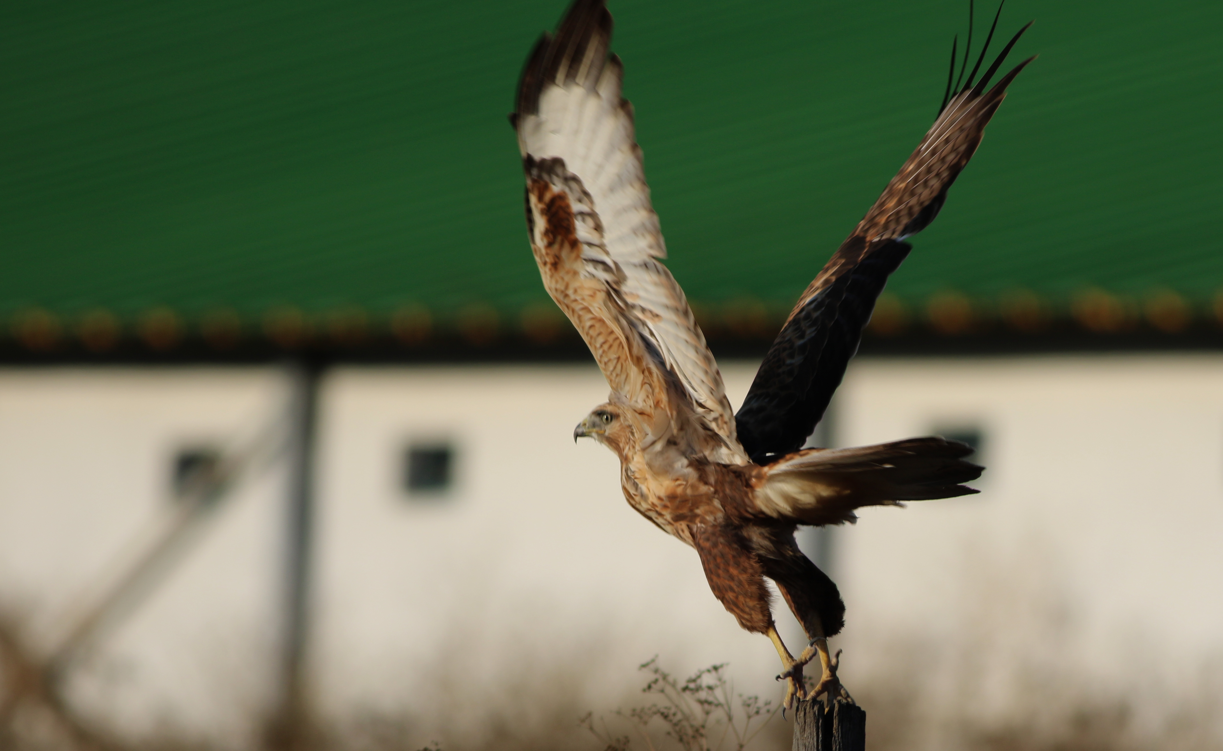 Long-legged Buzzard