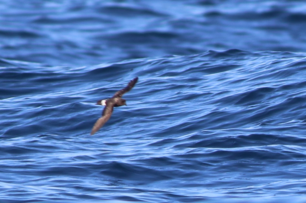 European Storm-Petrel