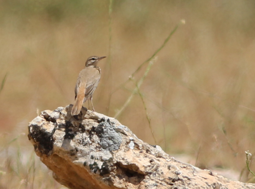 Rufous-tailed Scrub-Robin