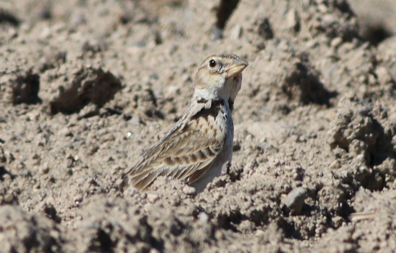 Bimaculated Lark