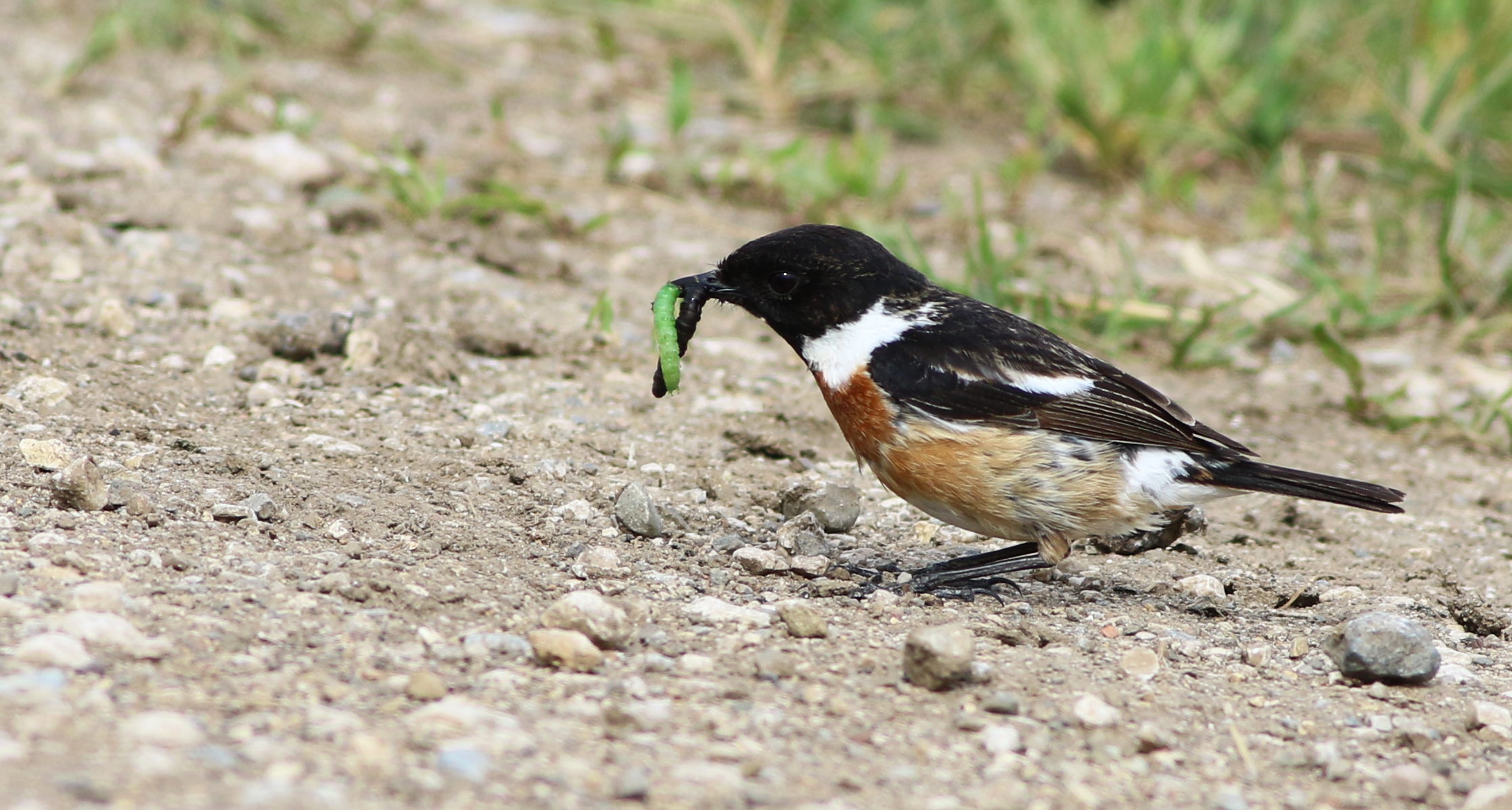 European Stonechat