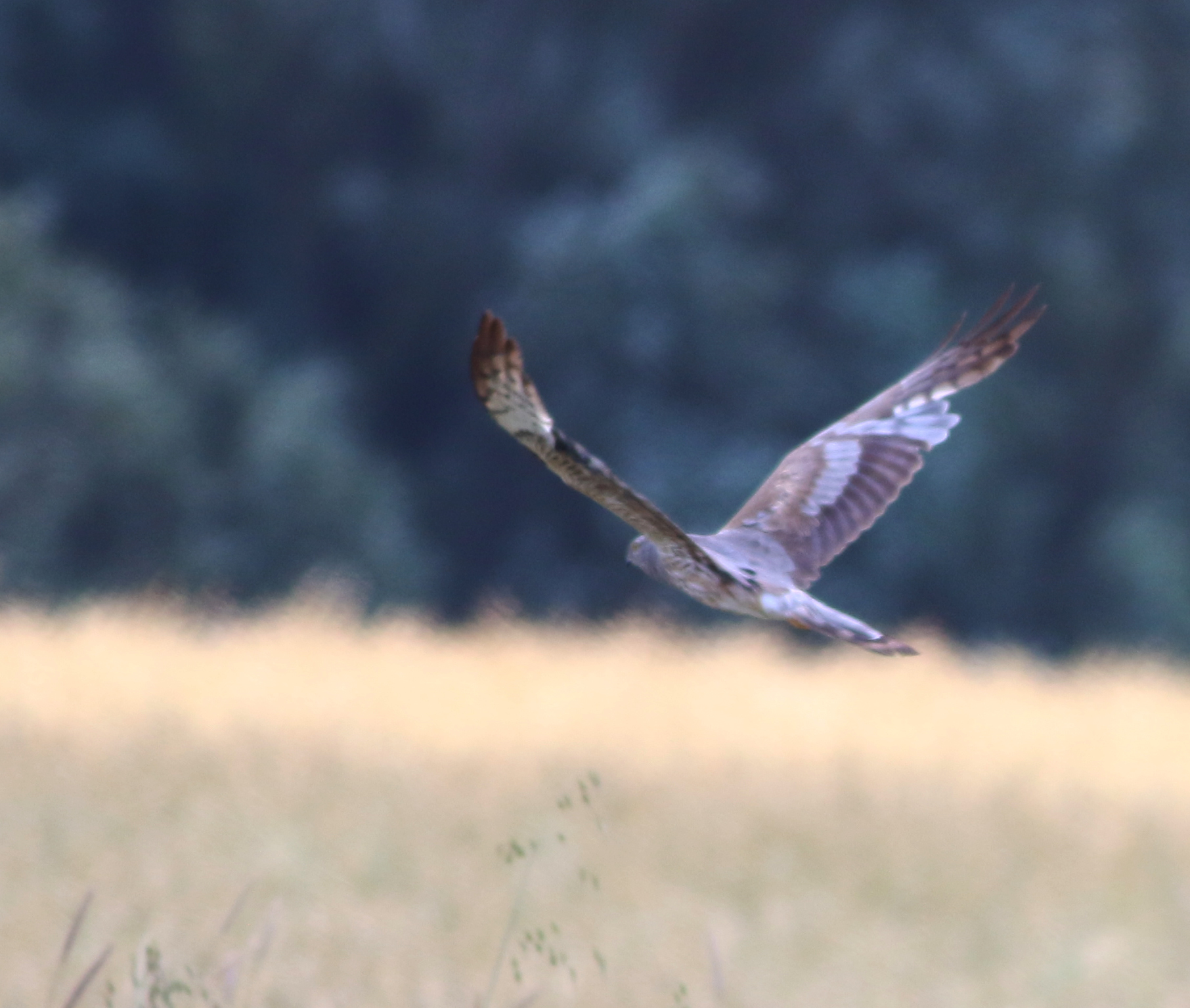 Golden Eagle — Ana fotoğraf