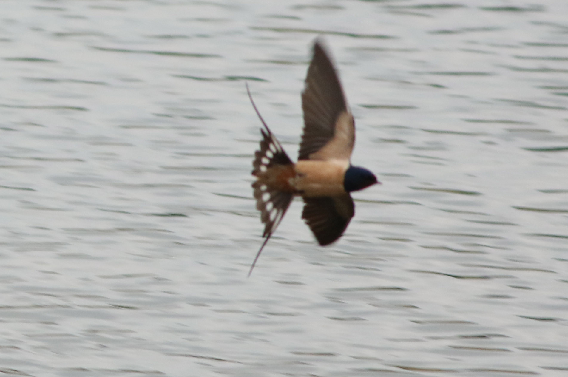 Red-rumped Swallow