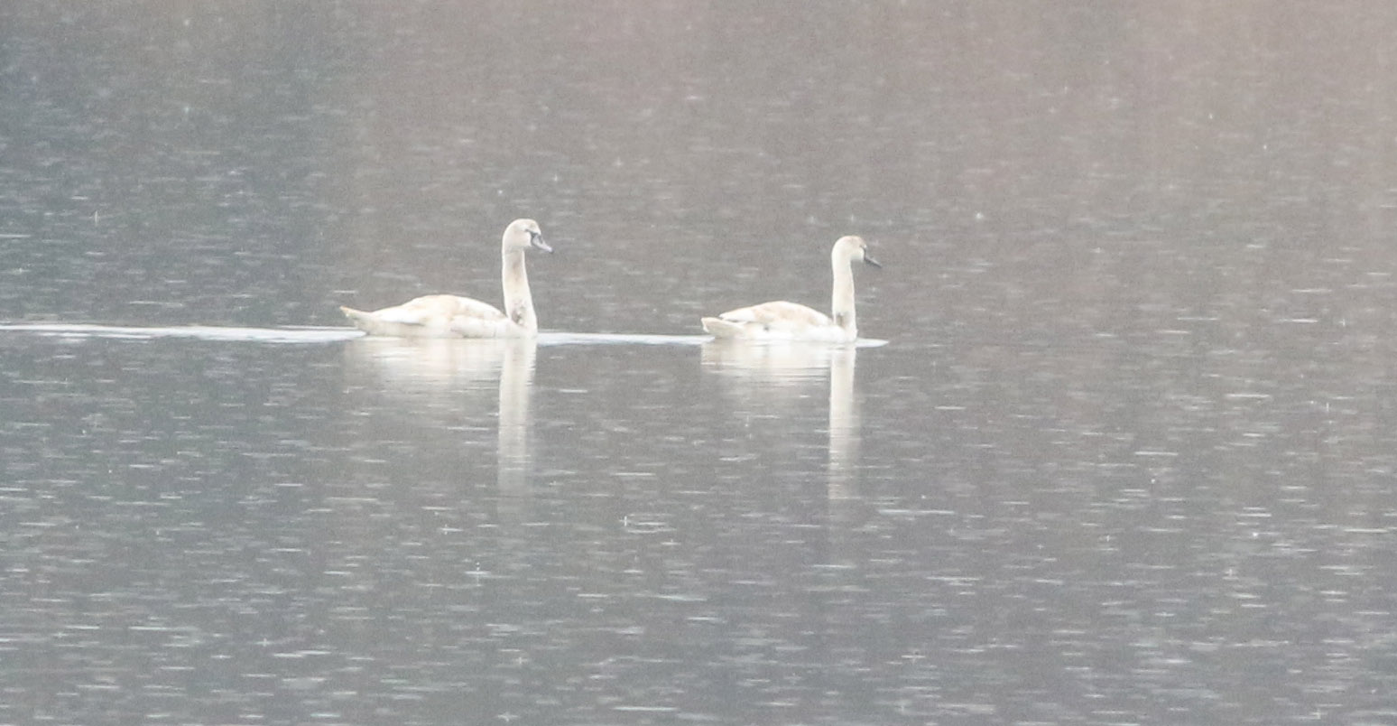 Mute Swan