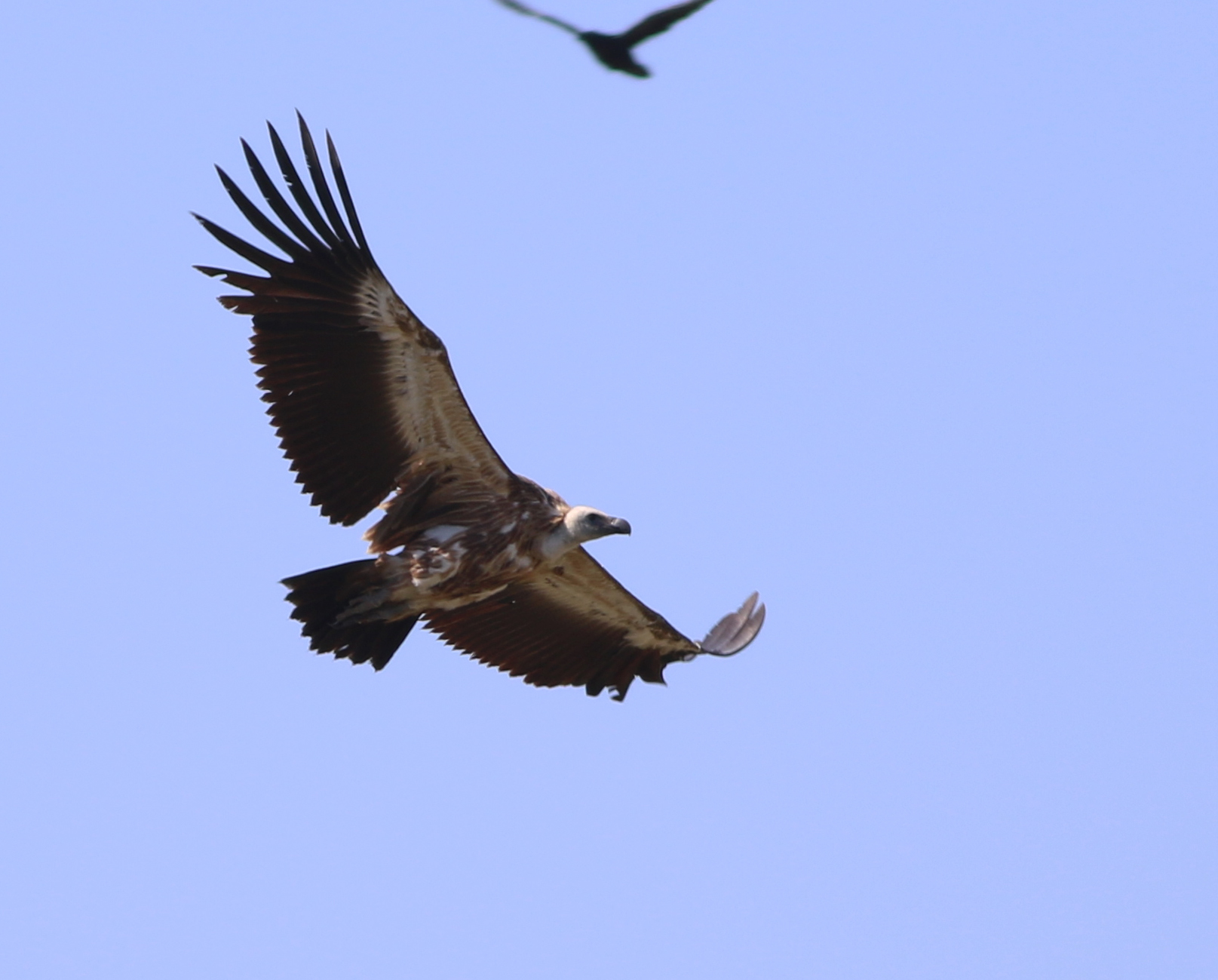 Eurasian Griffon