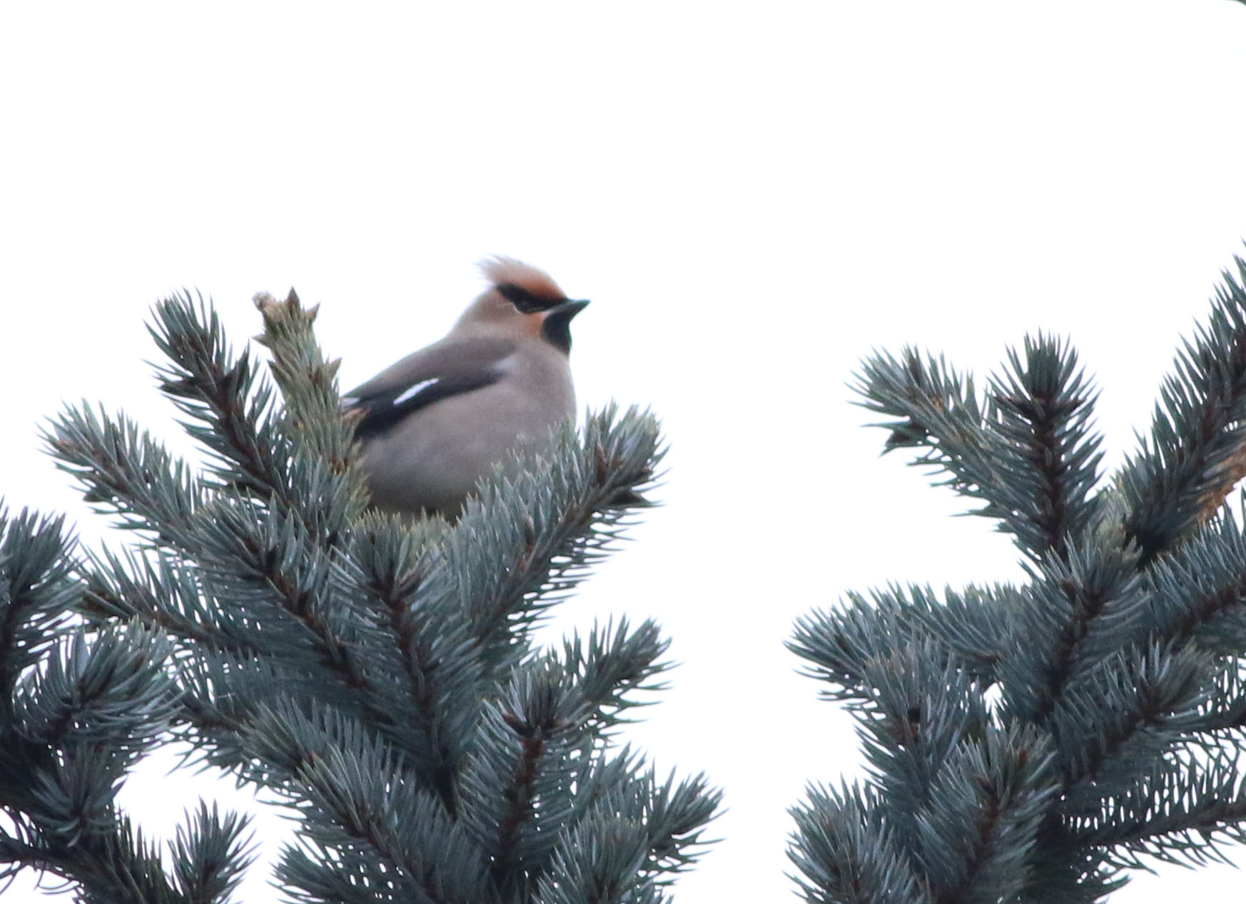 Bohemian Waxwing — Ana fotoğraf