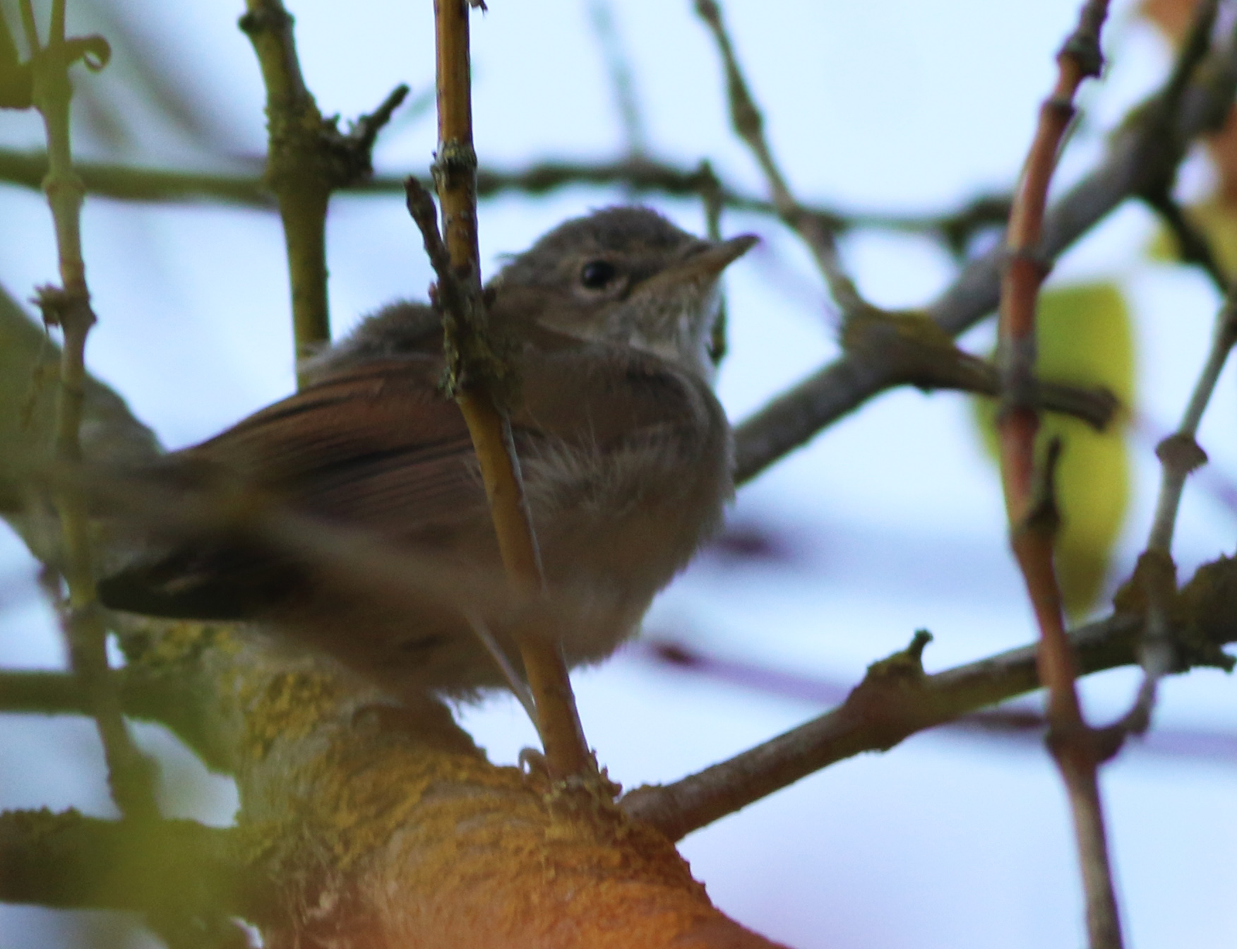 Marsh Warbler
