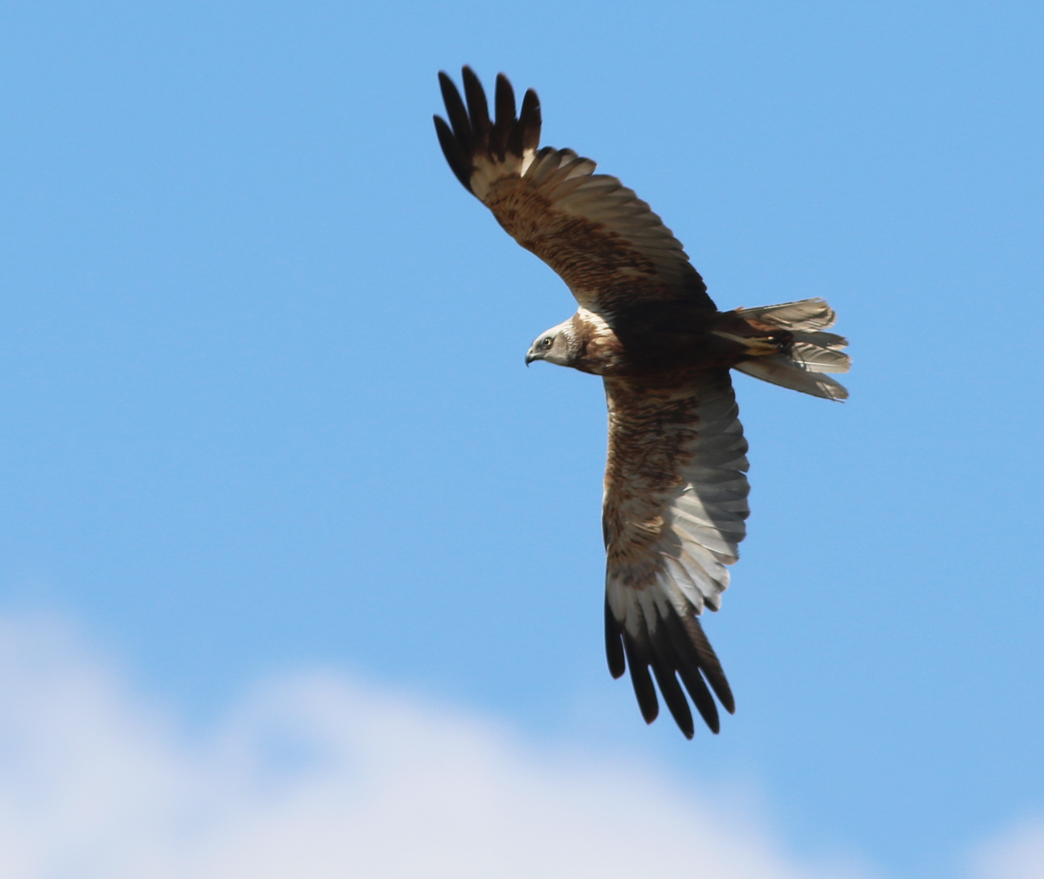 Montagu's Harrier