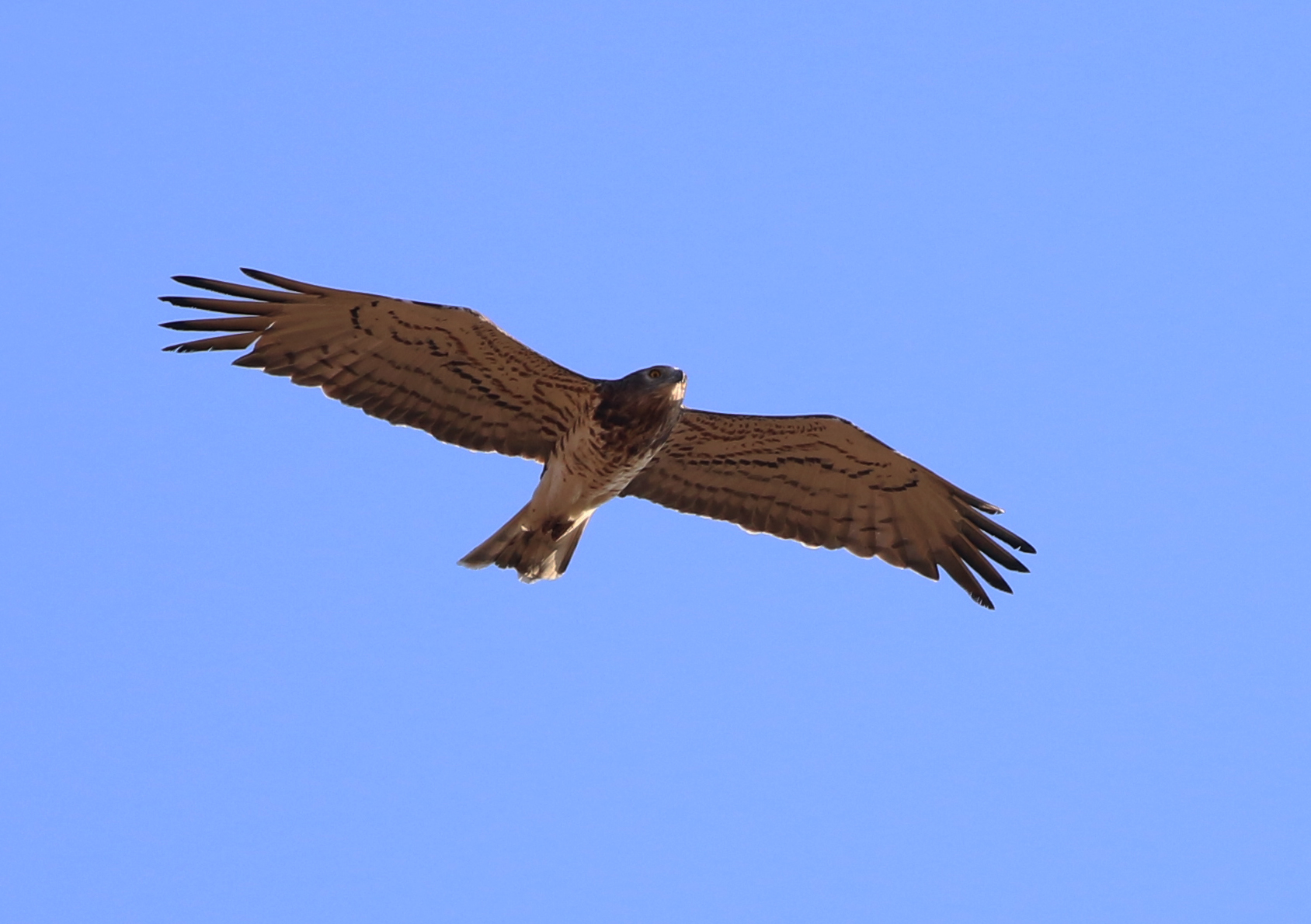 Short-toed Snake-Eagle