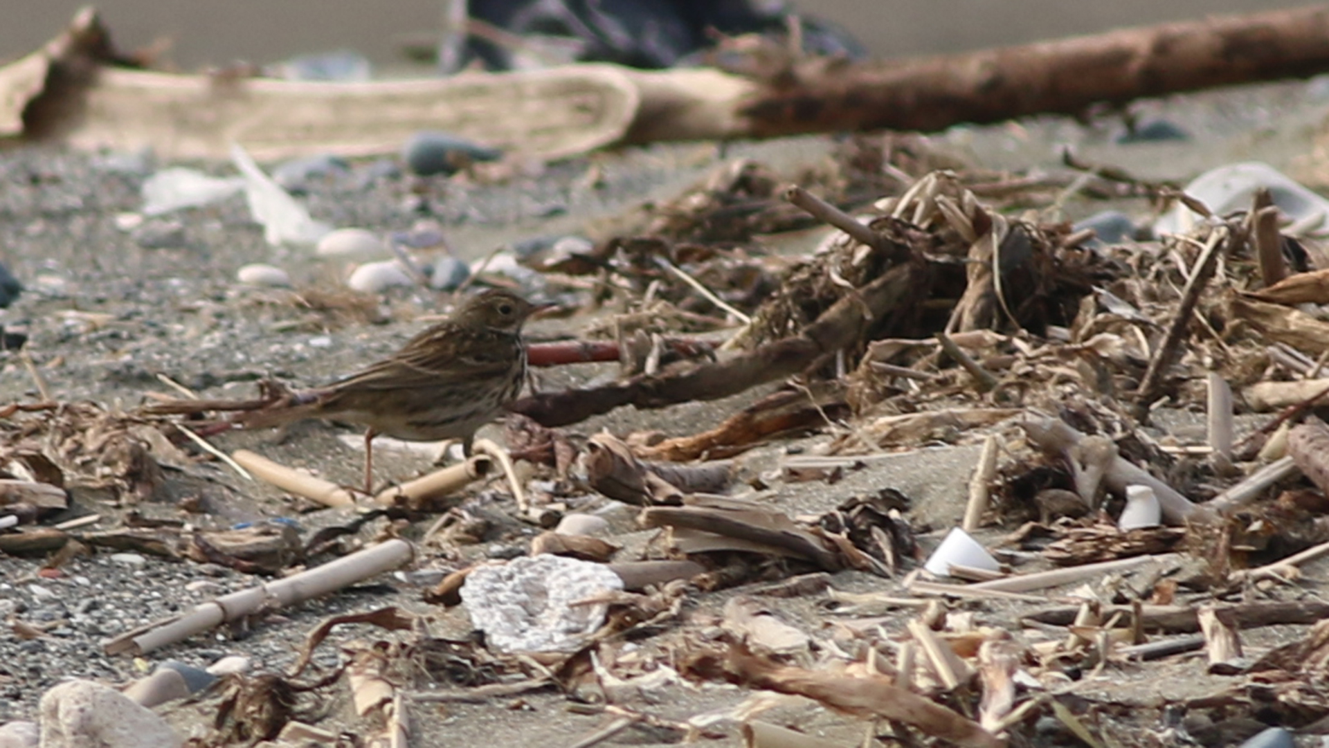 American Pipit
