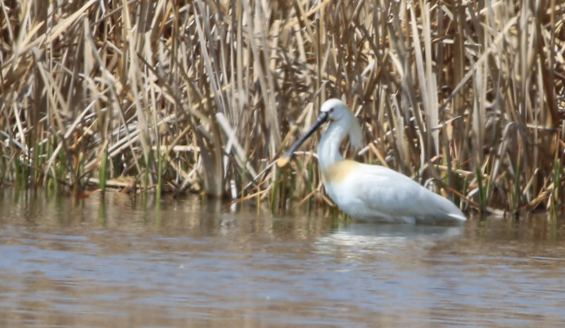 Eurasian Spoonbill