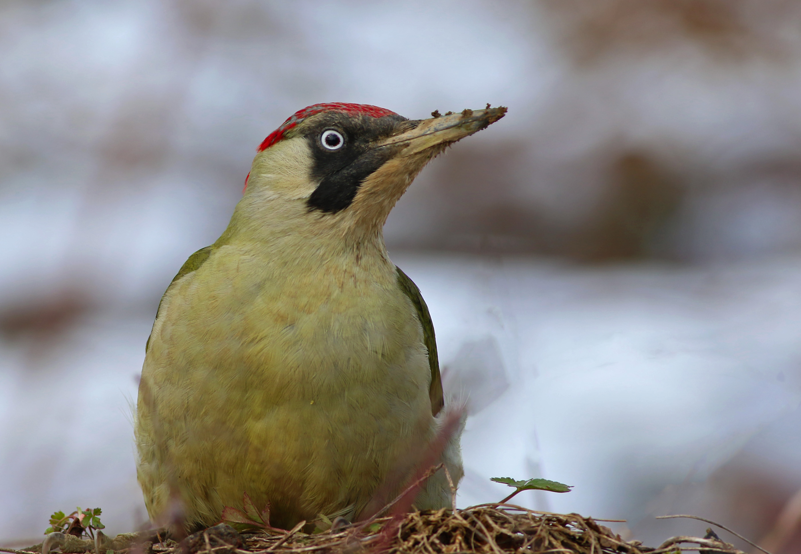 Eurasian Green Woodpecker