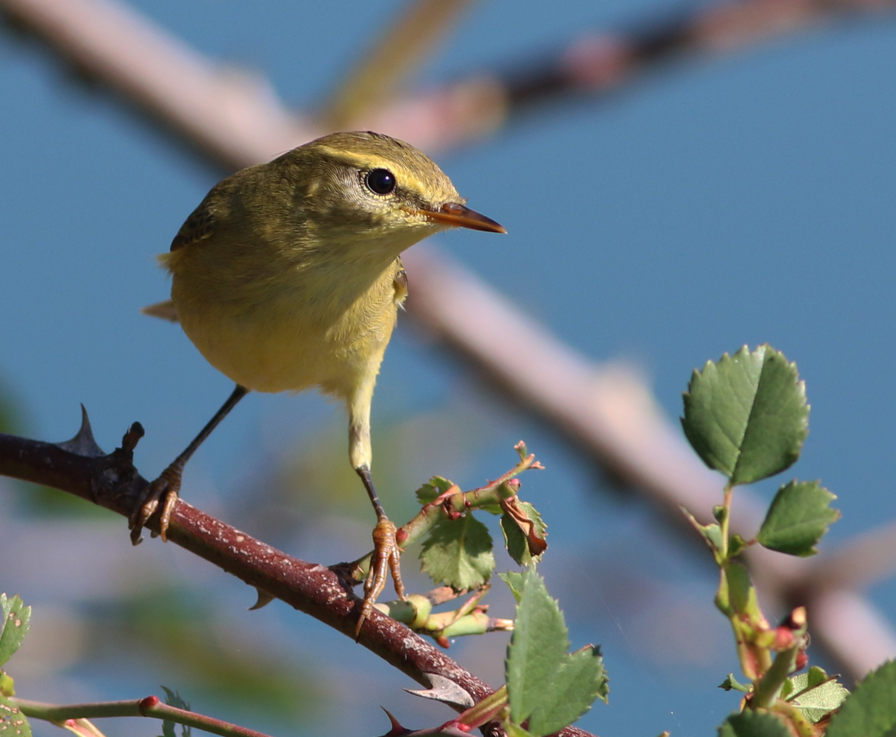 Willow Warbler