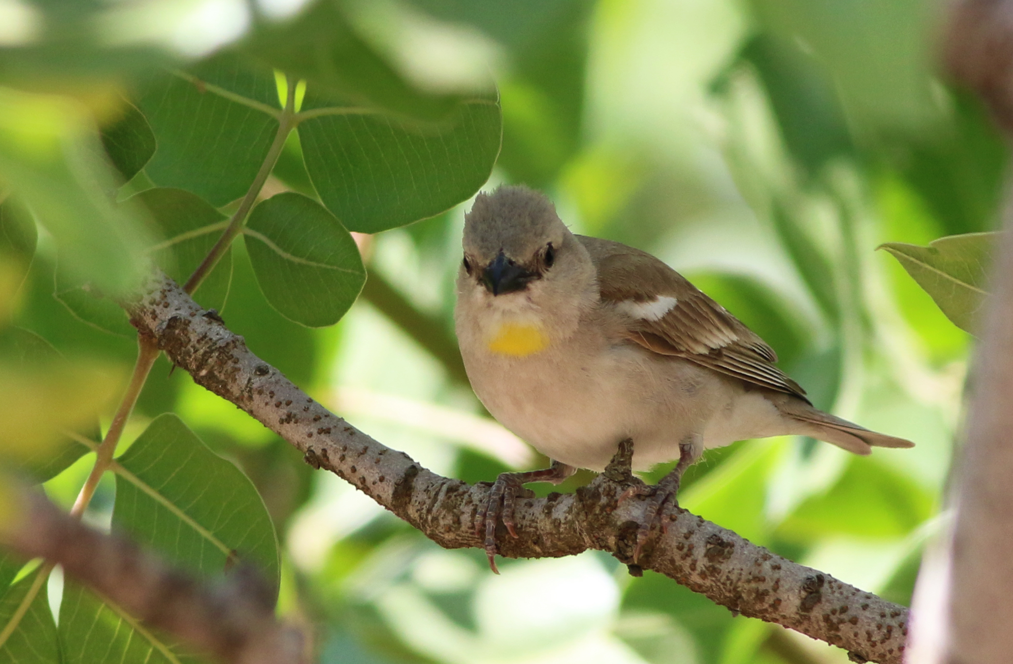 Yellow-throated Sparrow