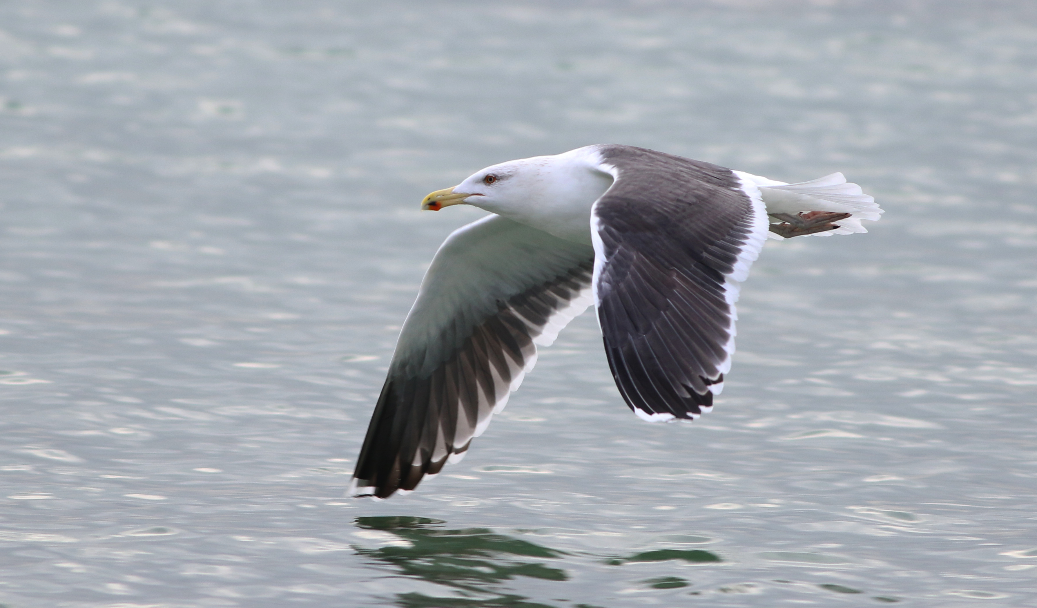 Great Black-backed Gull
