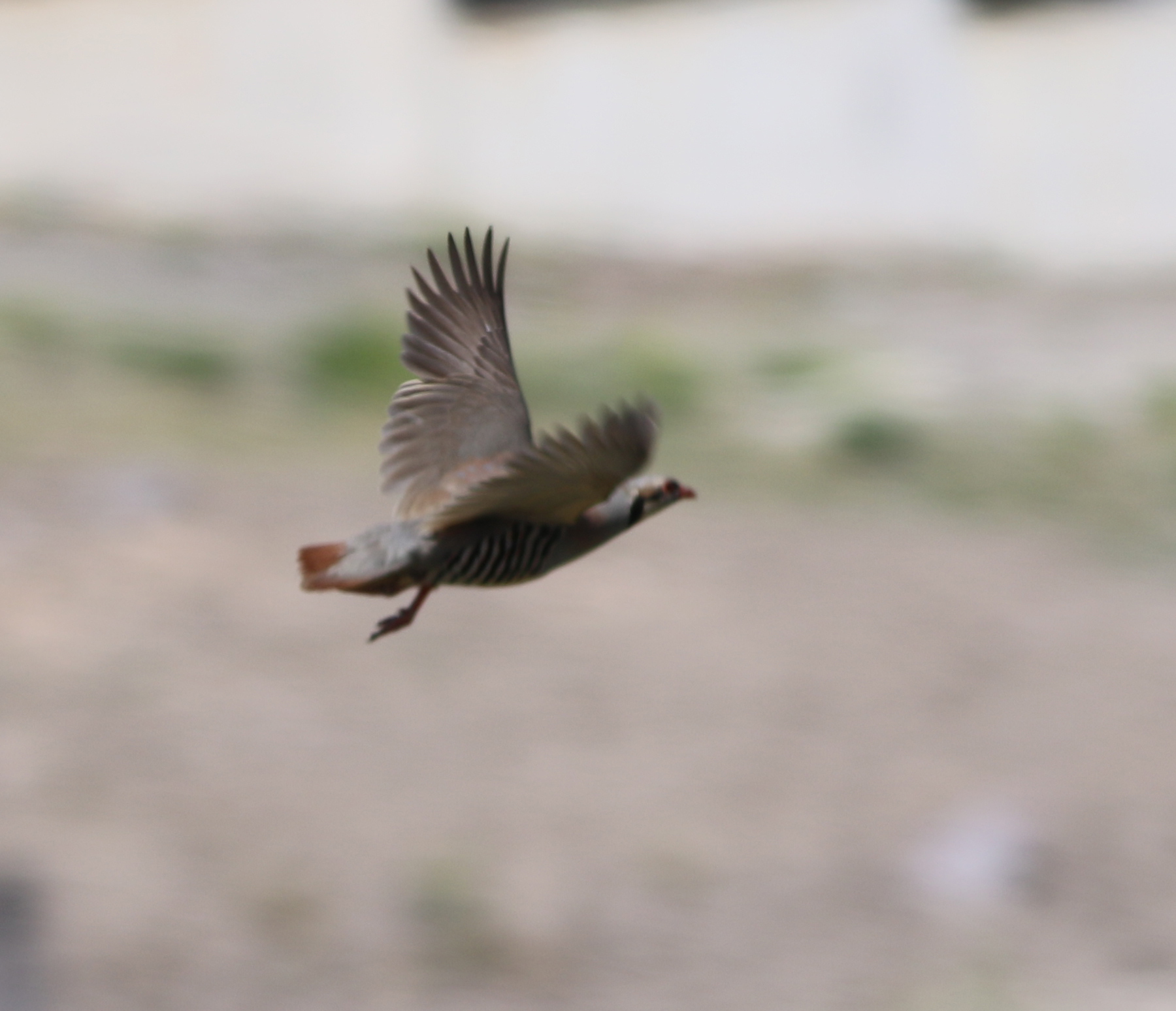 Chukar — Ana fotoğraf