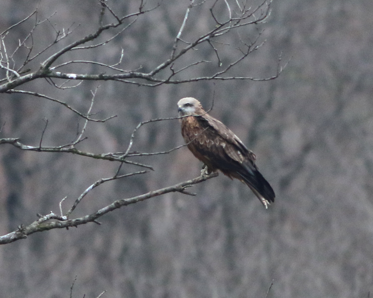 Red Kite