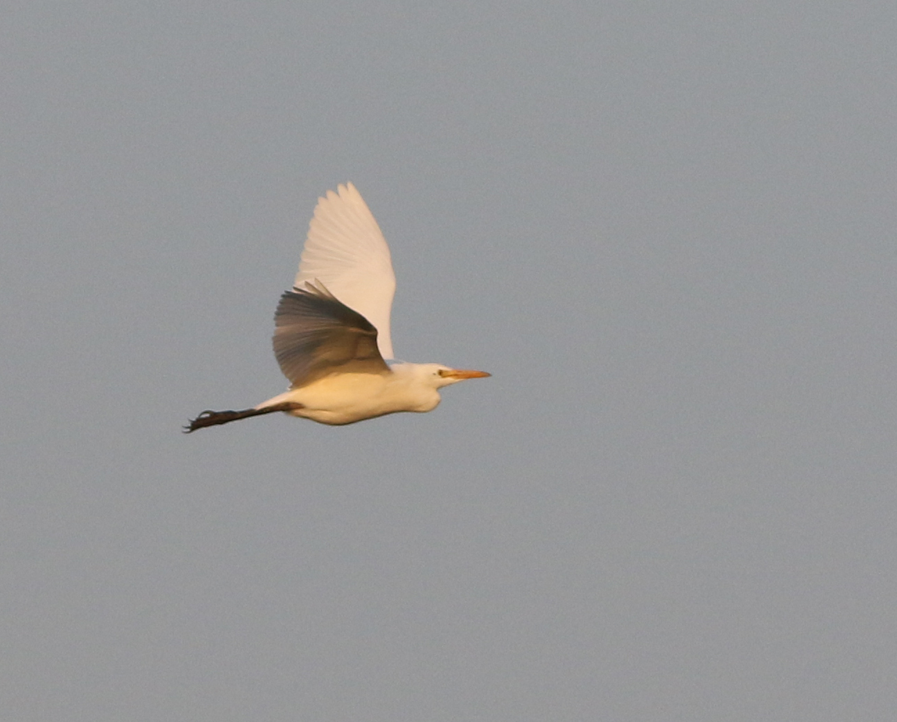 Cattle Egret