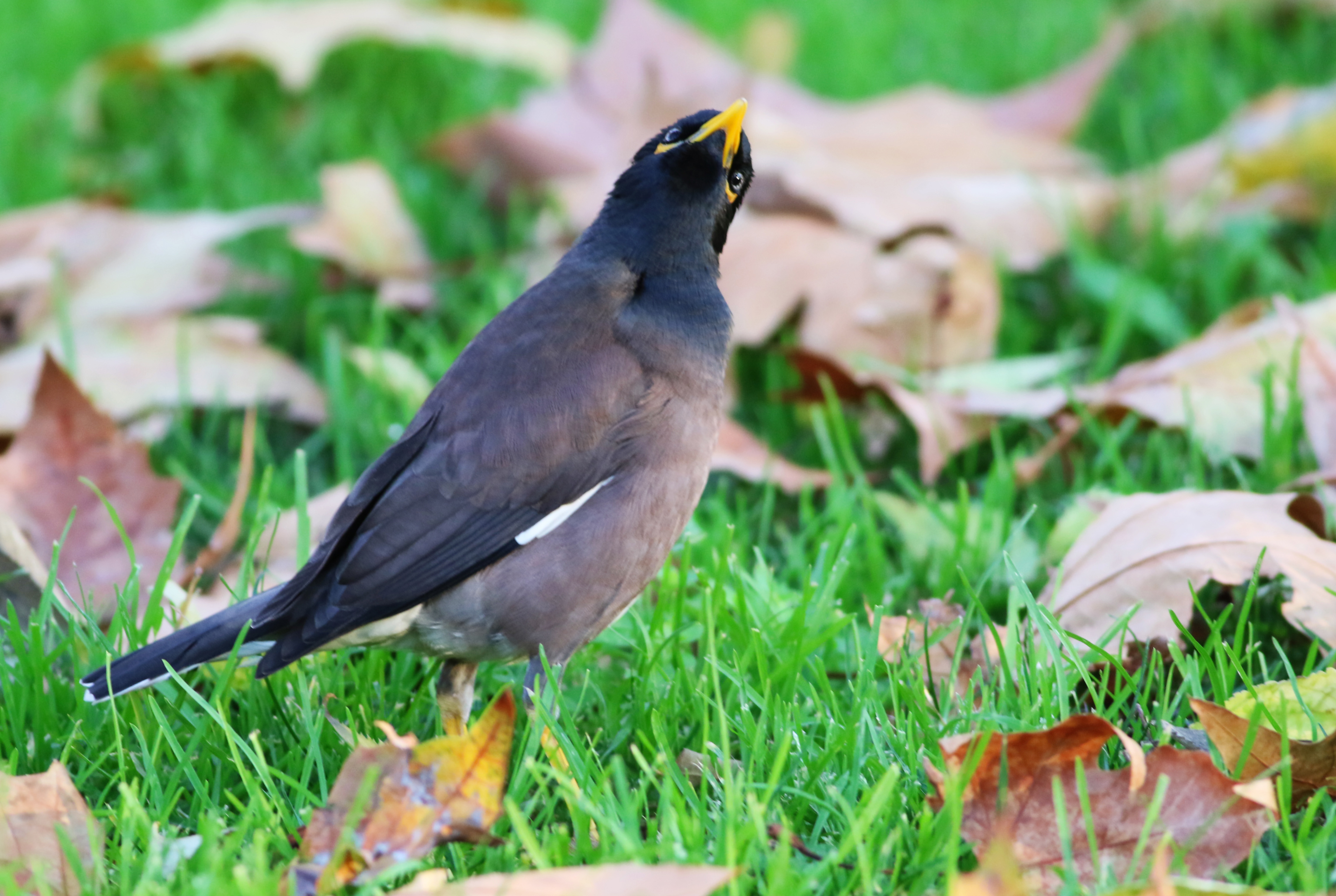 Common Myna