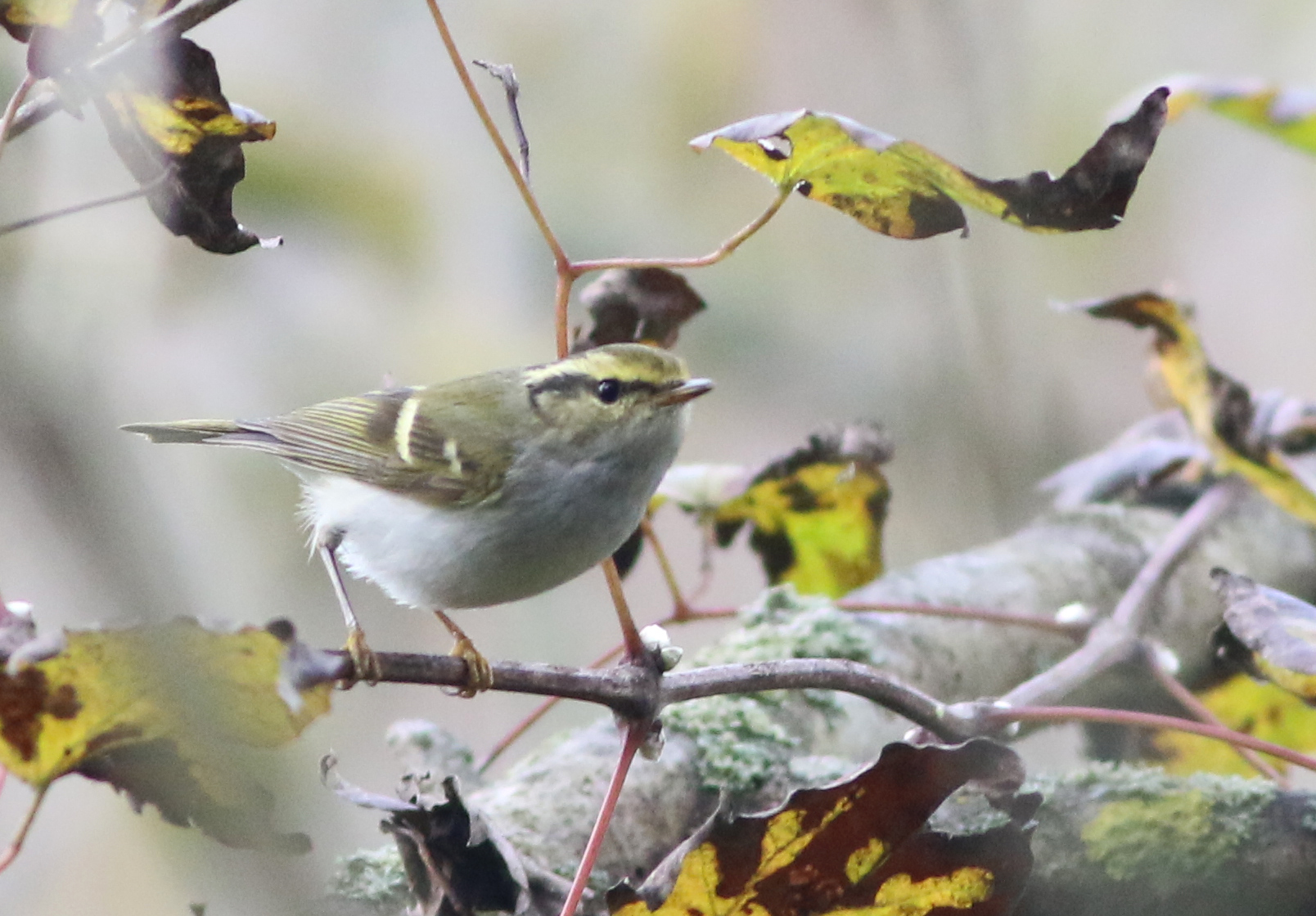 Pallas's Leaf Warbler