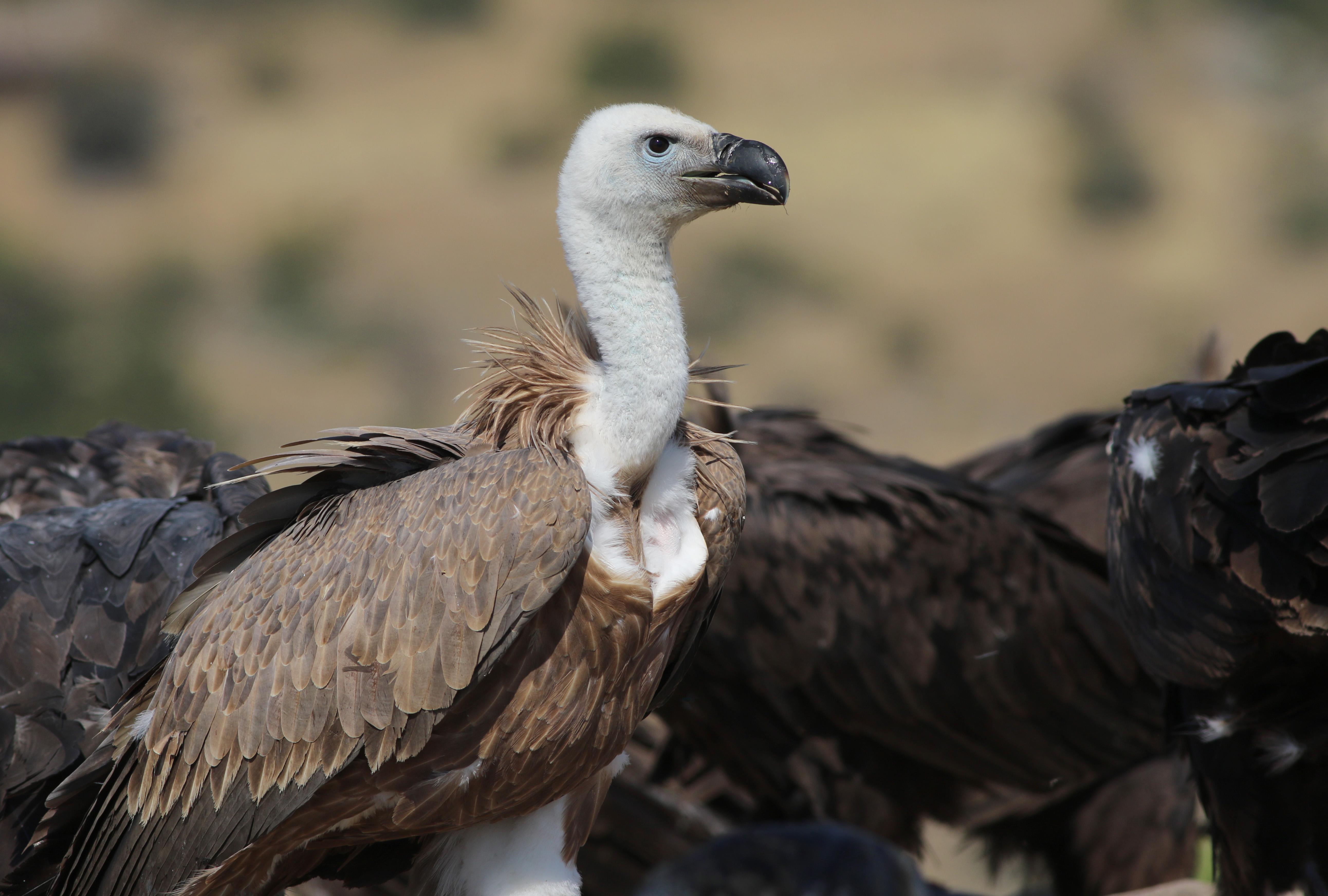 Eurasian Griffon