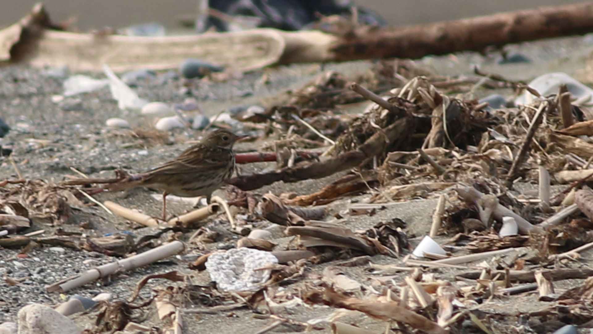 American Pipit