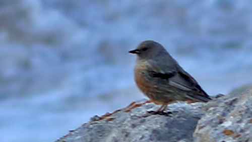 Alpine Accentor