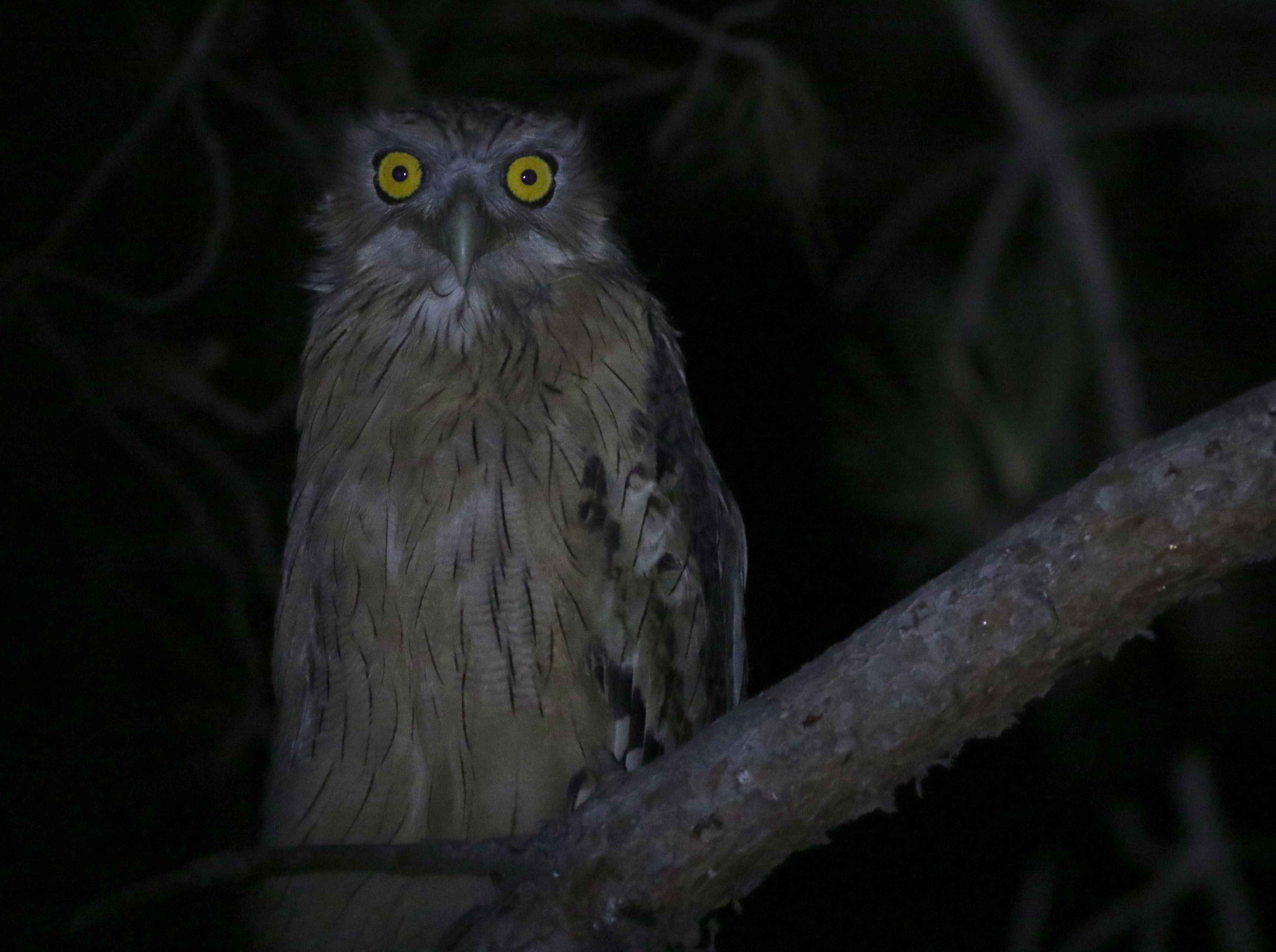 Brown Fish-Owl