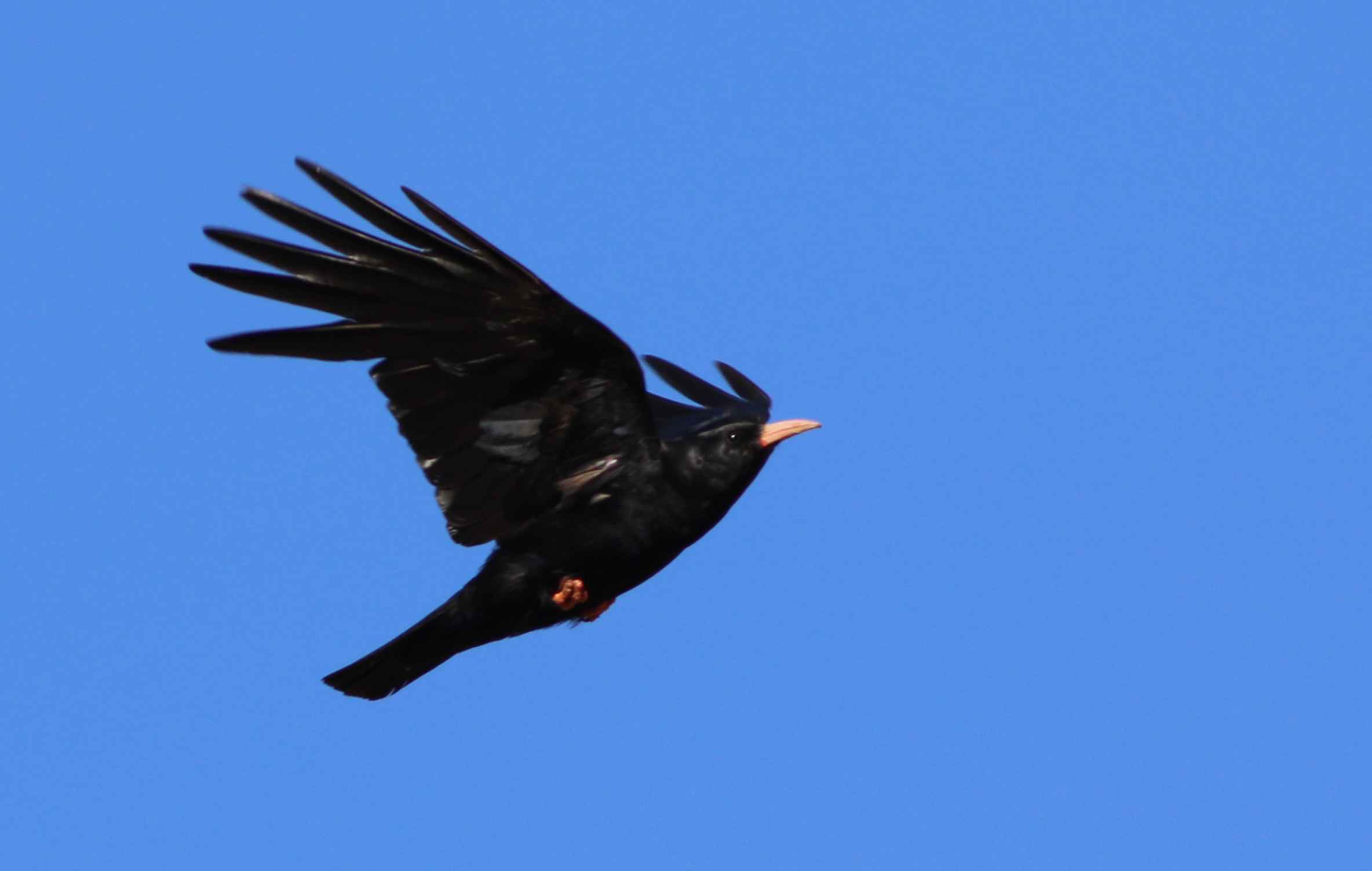 Red-billed Chough
