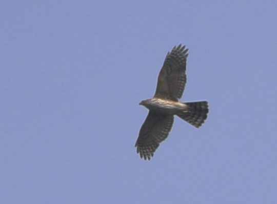 Northern Goshawk