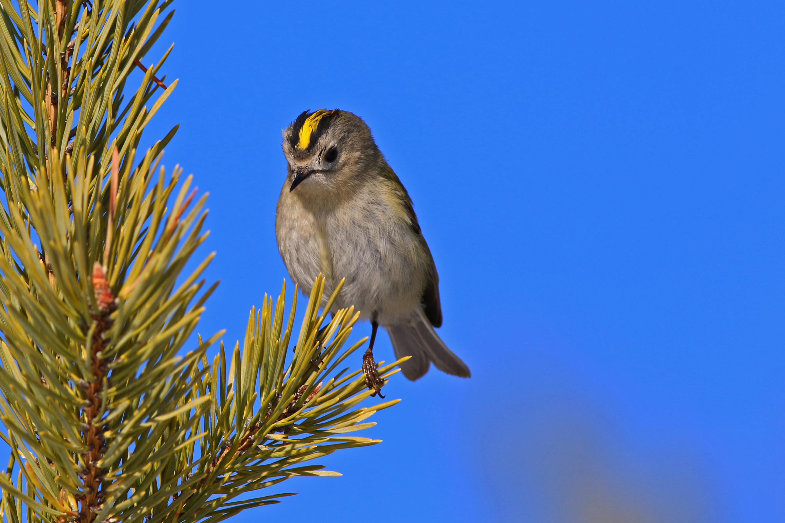 Goldcrest