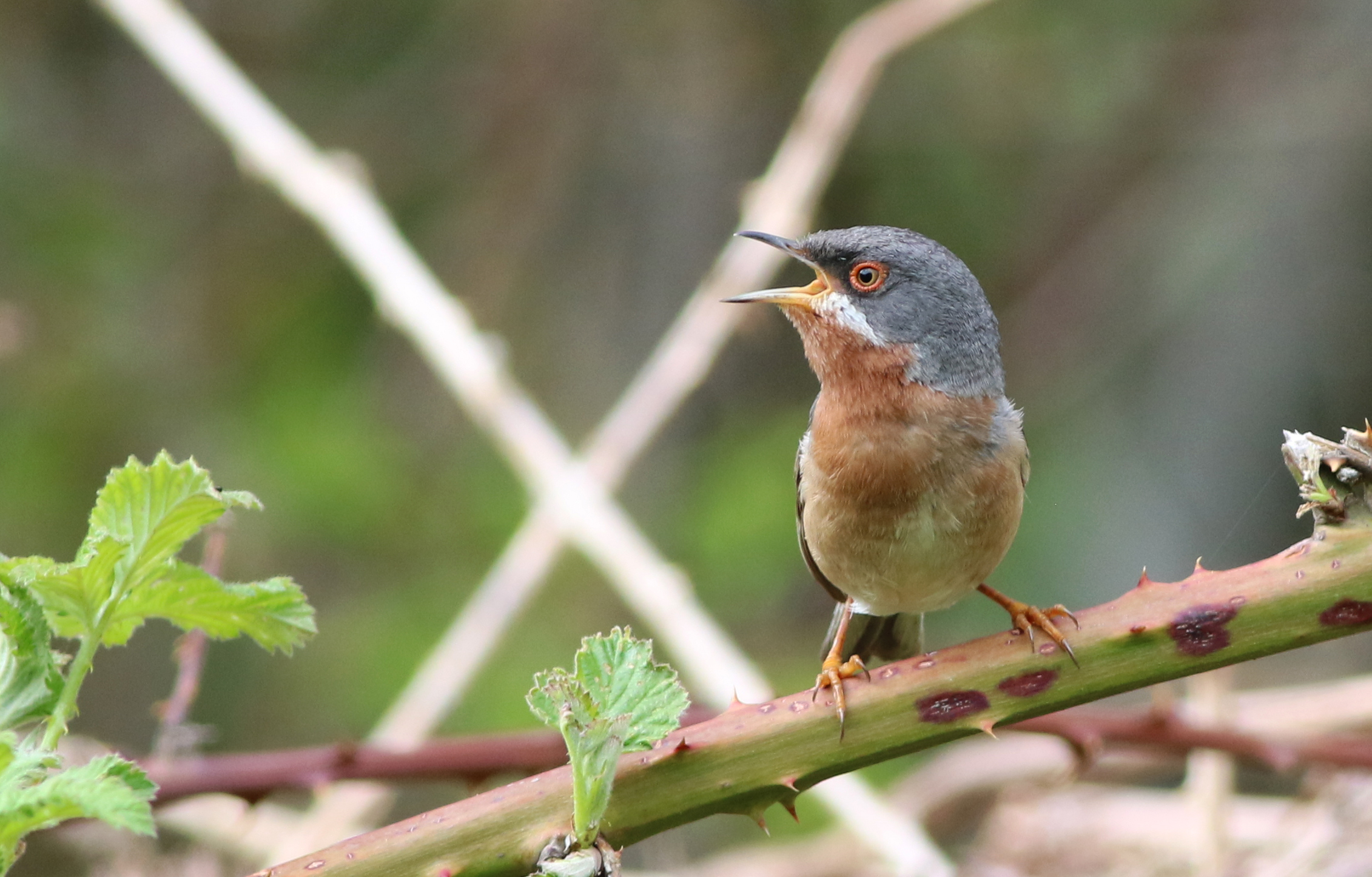 Subalpine Warbler