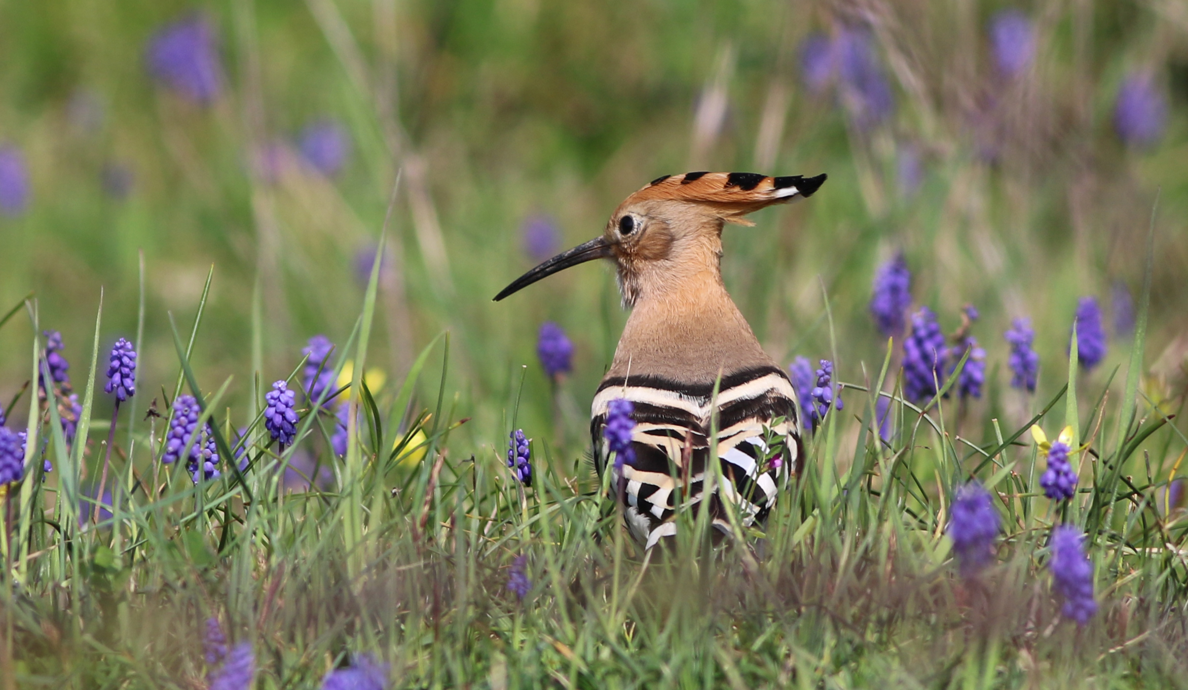 Eurasian Hoopoe