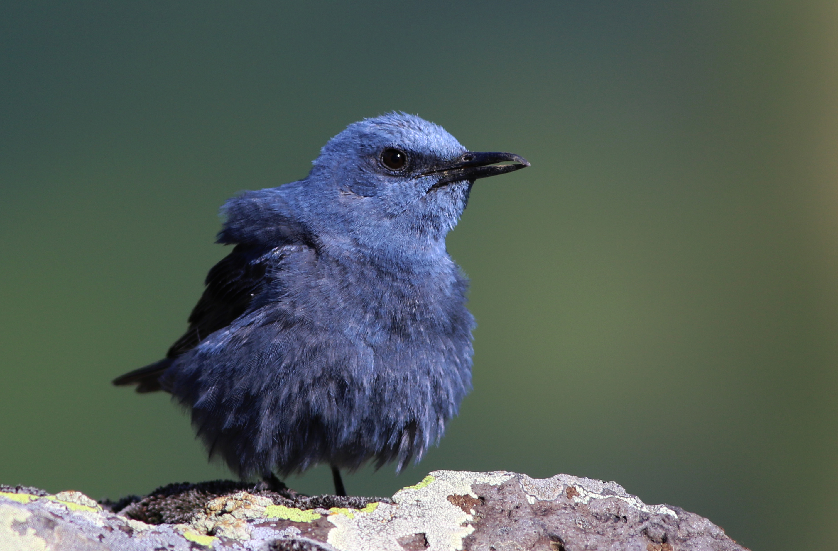 Blue Rock-Thrush