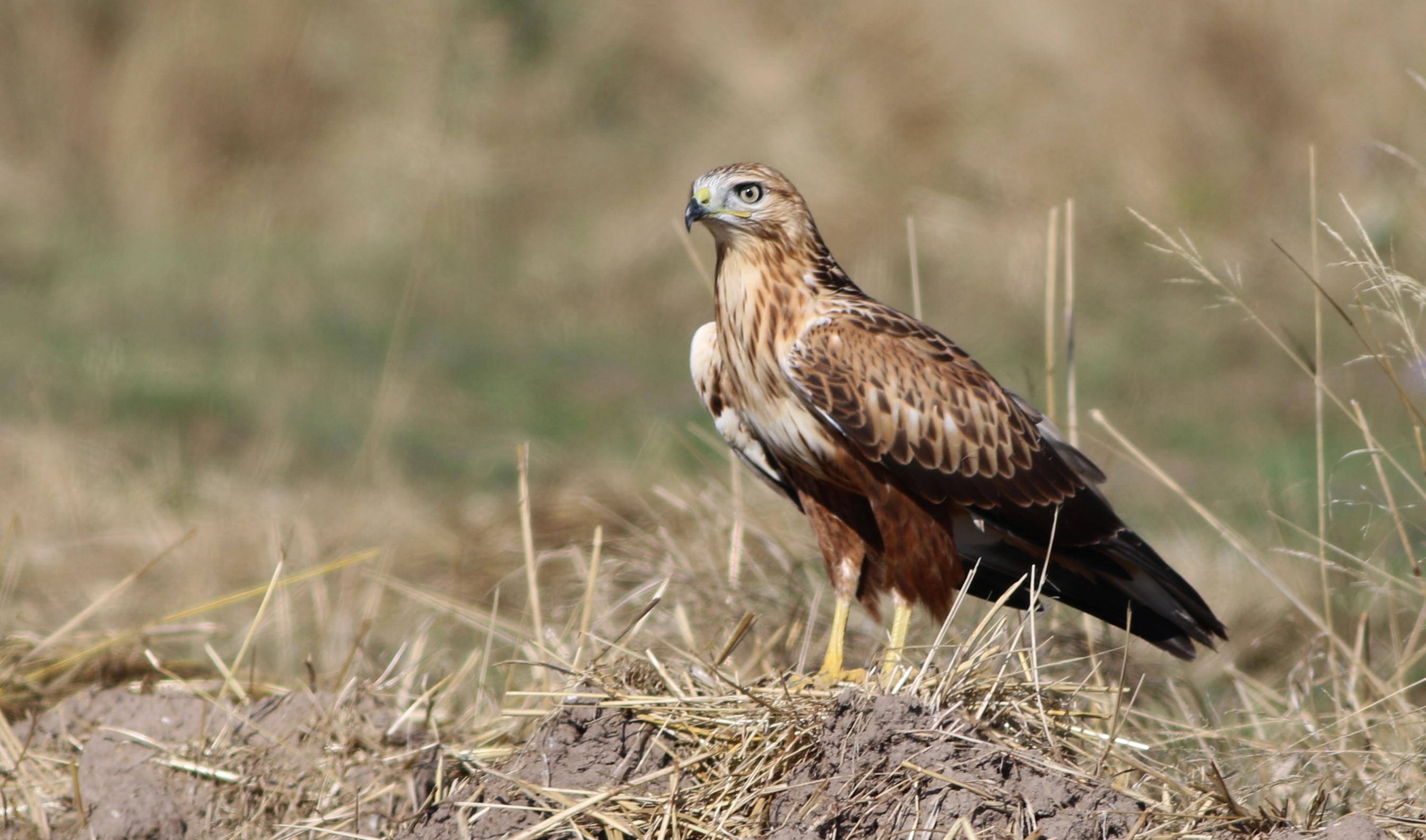 Long-legged Buzzard