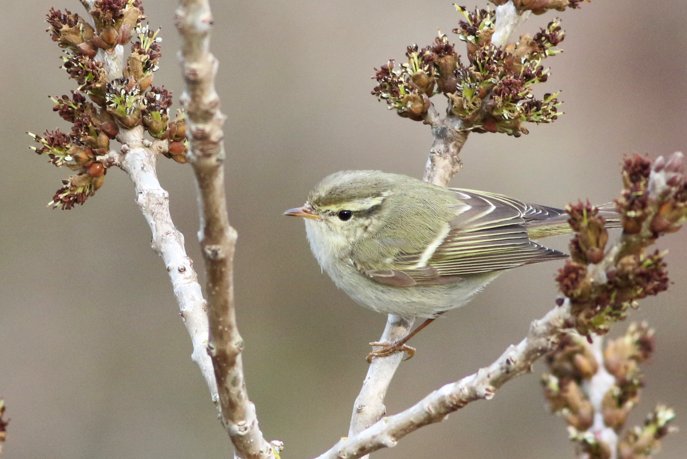 Yellow-browed Warbler