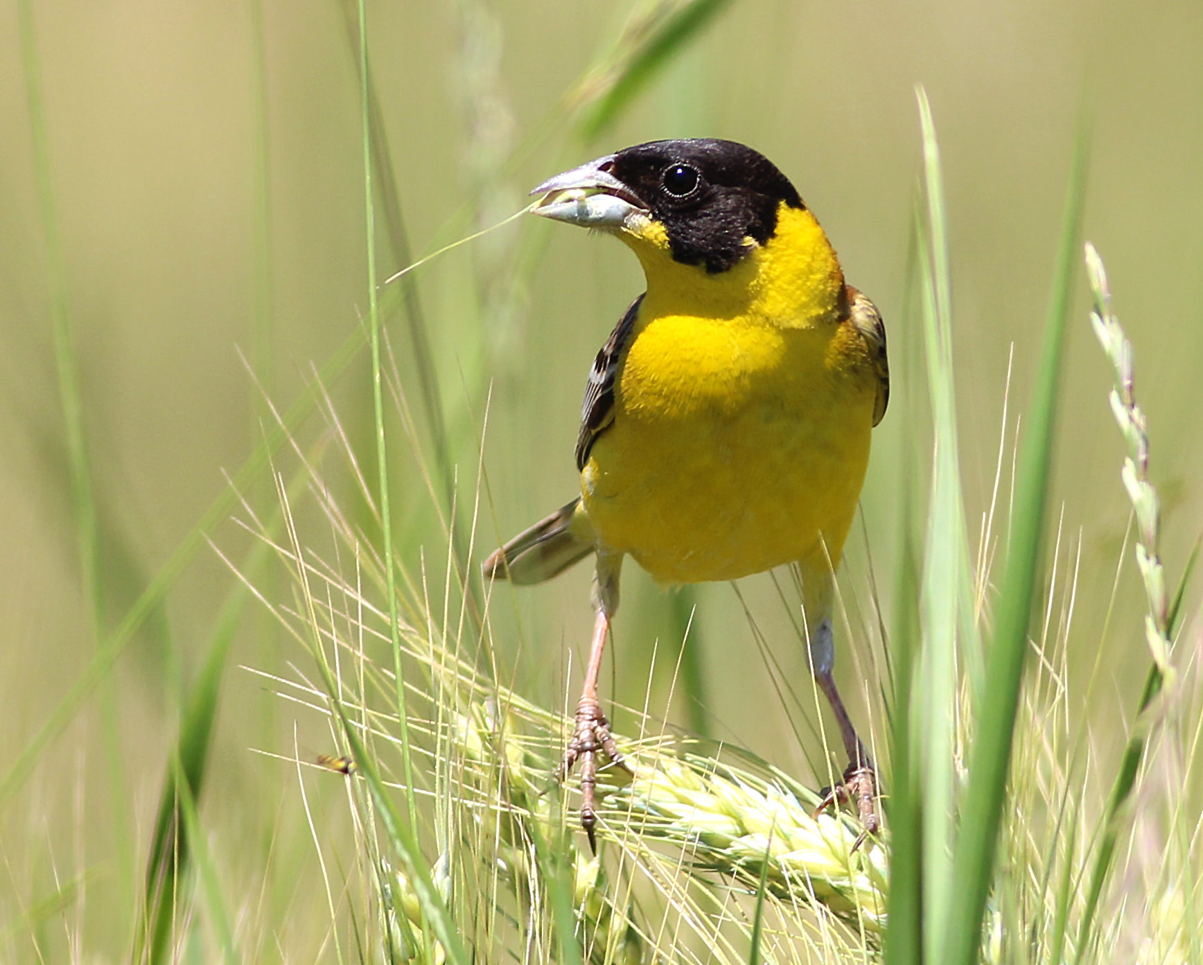 Black-headed Bunting