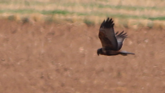 Montagu's Harrier