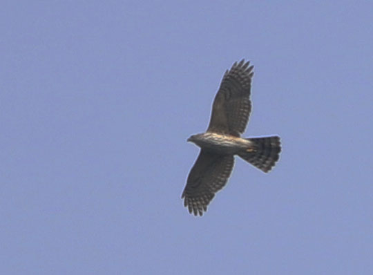 Northern Goshawk