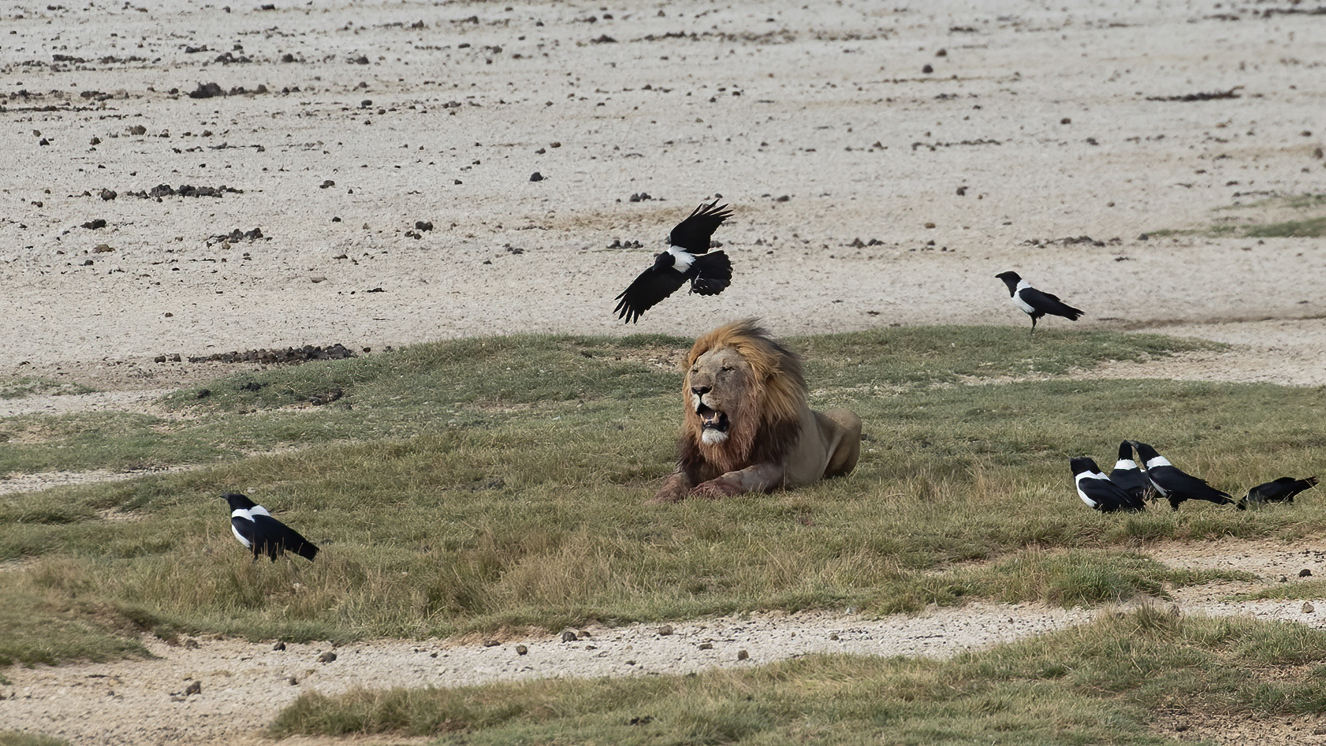 Pied Crow — Ana fotoğraf