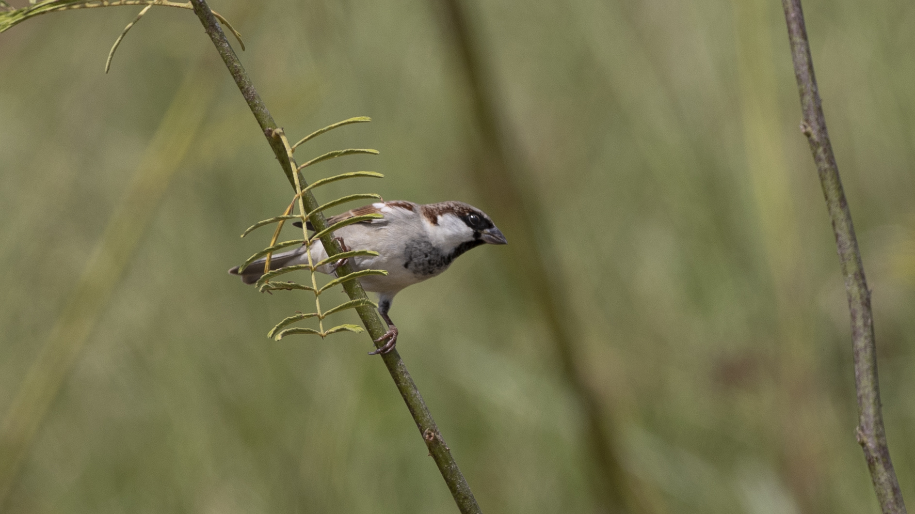 House Sparrow
