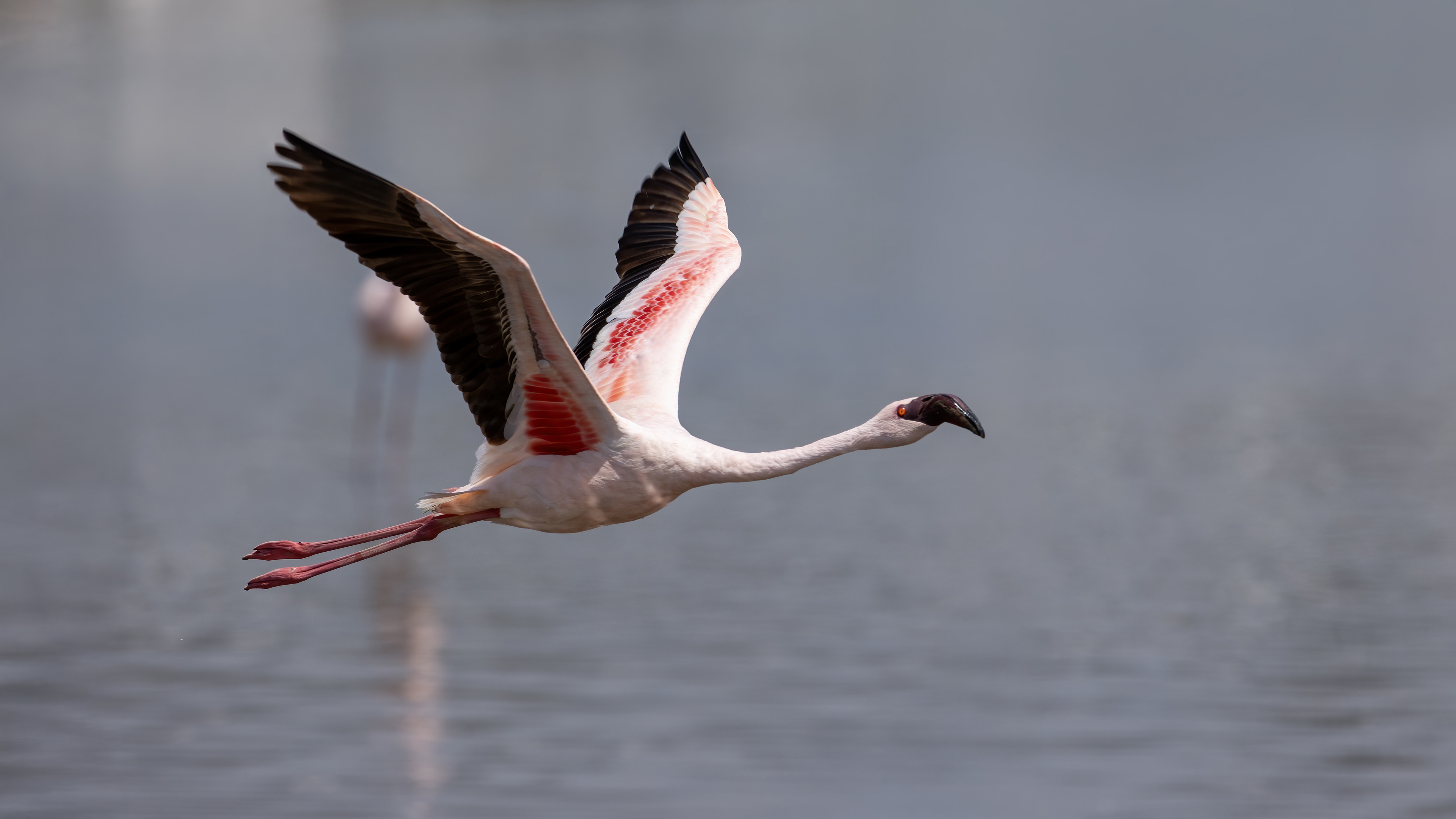 Lesser Flamingo