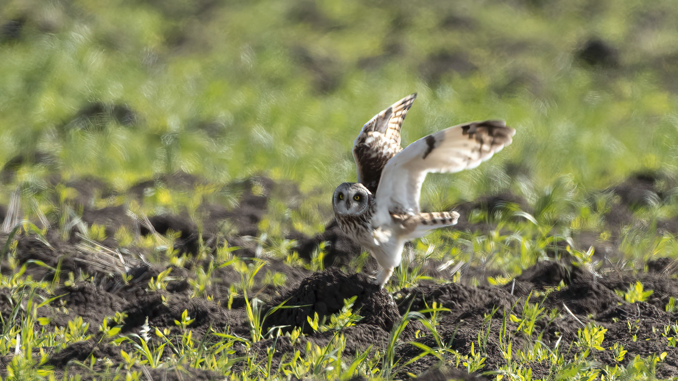 Short-eared Owl — Ana fotoğraf